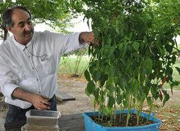 Tavuk dışkısını 'verimli toprağa' dönüştürüyor