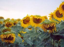 Asırlık kooperatif o ürünü toplattı, açıklama yaptı