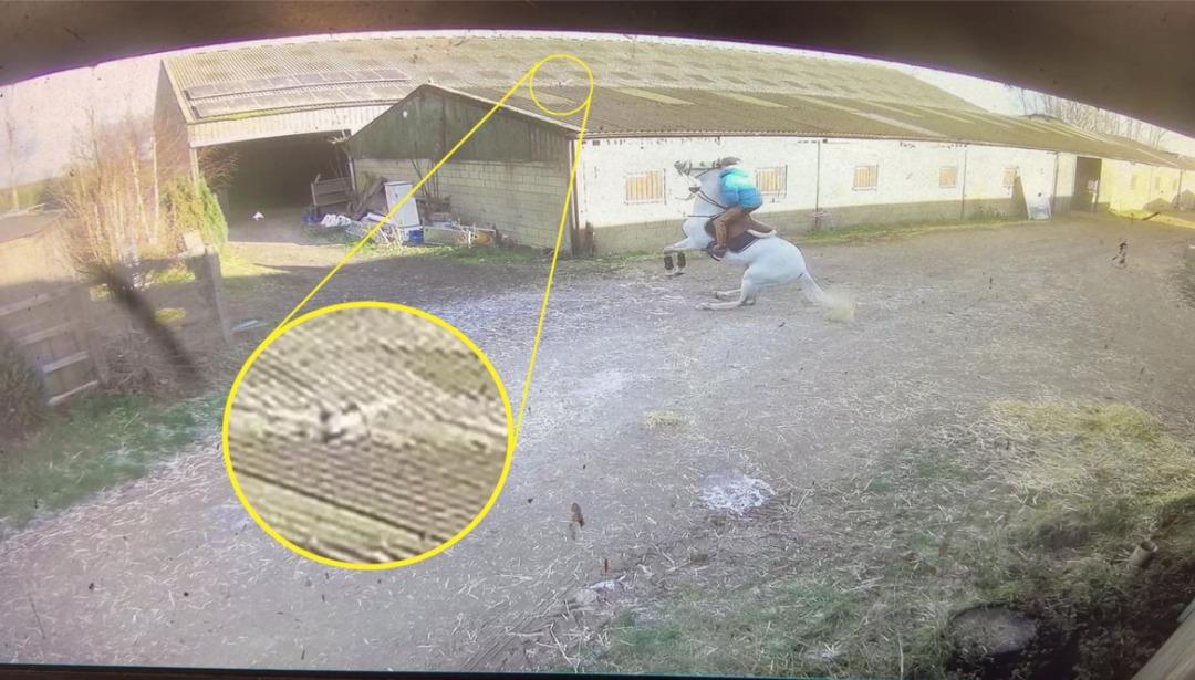 Bir g&uuml;vercin az kalsın canına mal oluyordu! Şampiyon binici &ouml;l&uuml;mden d&ouml;nd&uuml; 1