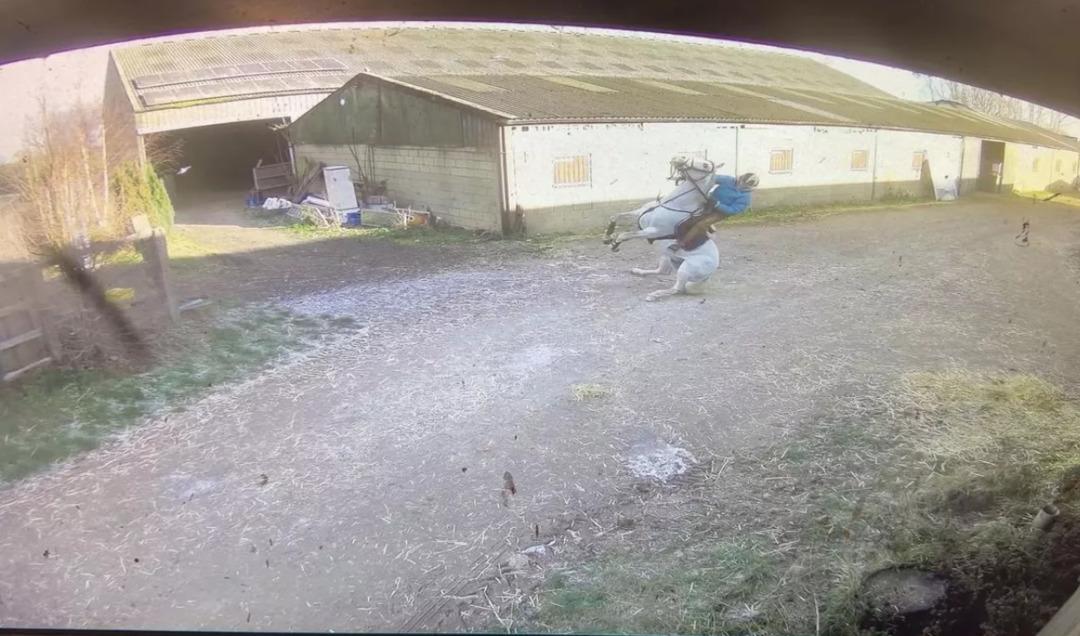 Bir g&uuml;vercin az kalsın canına mal oluyordu! Şampiyon binici &ouml;l&uuml;mden d&ouml;nd&uuml; 3