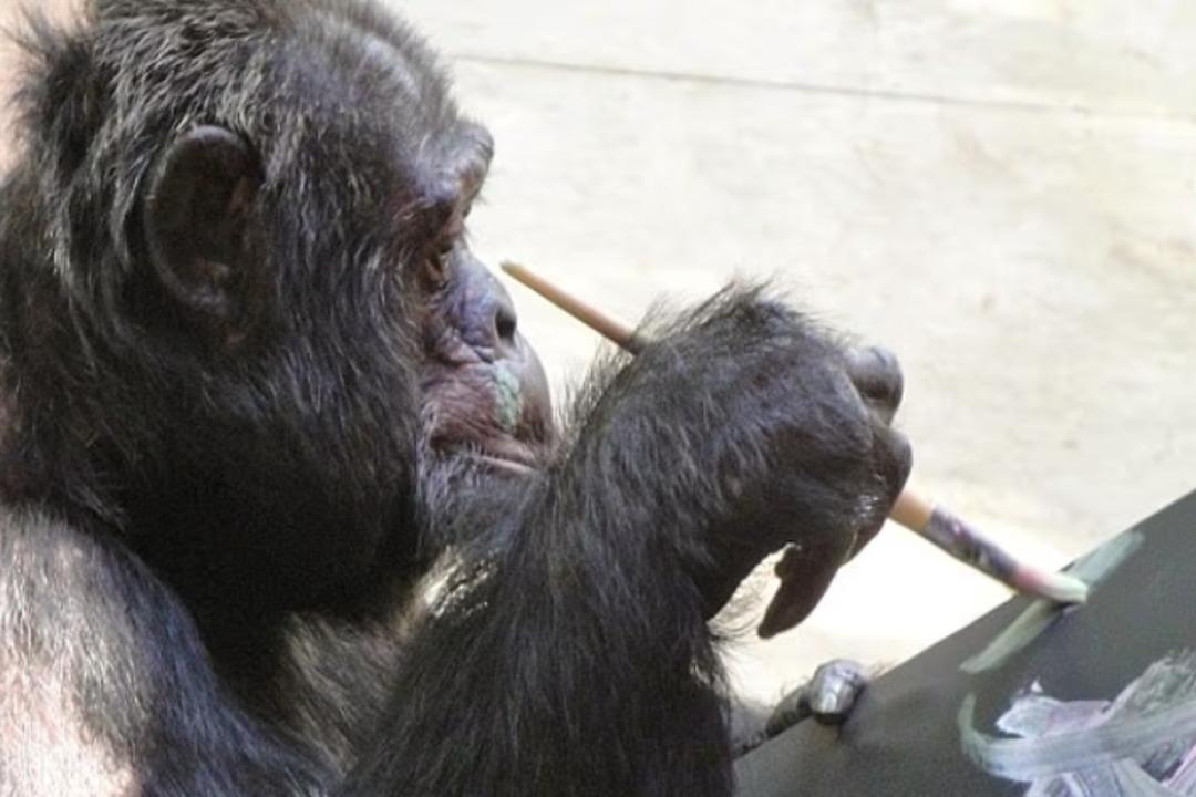 Michael Jackson&rsquo;ın şempanzesi Bubbles şimdi ne yapıyor? Partiden partiye geziyordu 3