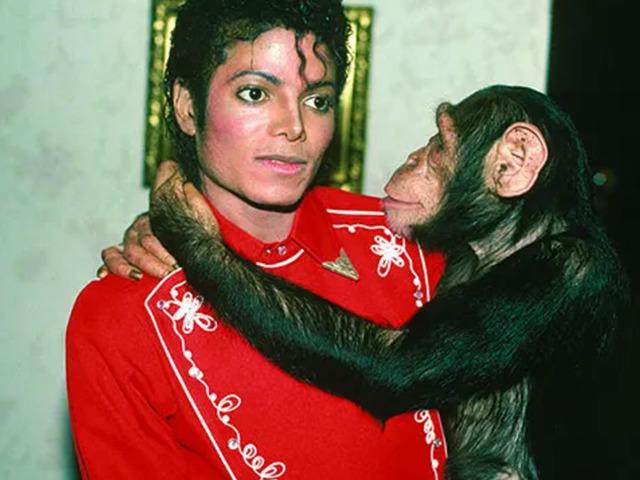 Michael Jackson&rsquo;ın şempanzesi artık sakin bir hayat s&uuml;r&uuml;yor! 