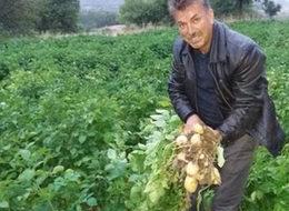 Türkiye'nin ilk beyaz patates hasadı yapılacak