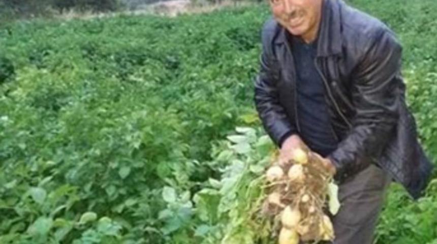 Türkiye'nin ilk beyaz patates hasadı yapılacak