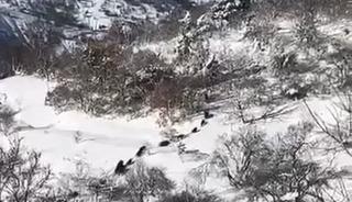 Elazığ&rsquo;da domuz s&uuml;r&uuml;s&uuml; g&ouml;r&uuml;ld&uuml;