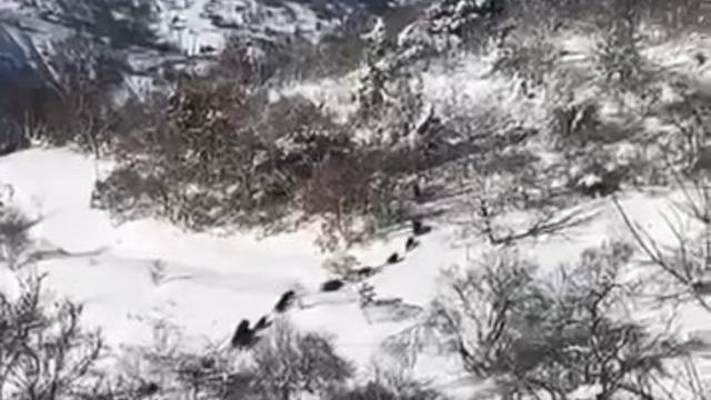 Elazığ’da domuz sürüsü görüldü