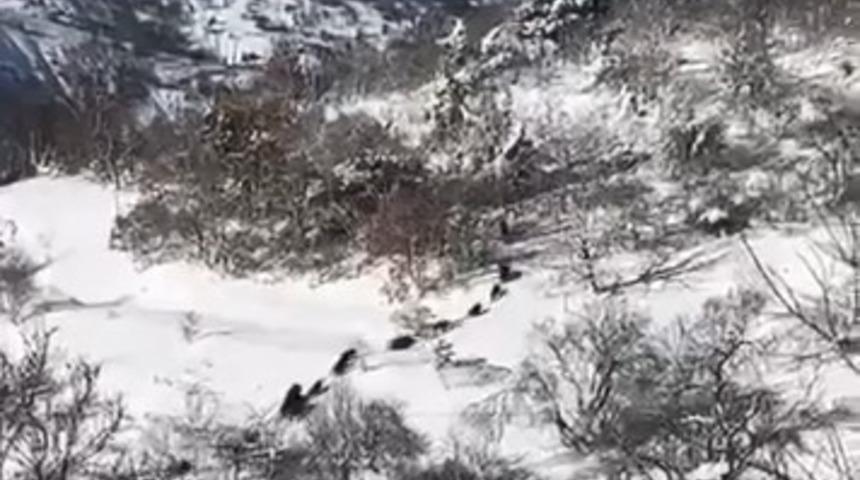 Elazığ&rsquo;da domuz s&uuml;r&uuml;s&uuml; g&ouml;r&uuml;ld&uuml;