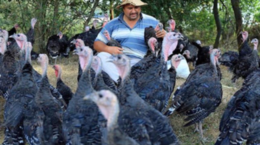 Şehir stresinden kaçıp &quot;hindi çobanı&quot; oldu