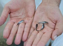 Panga' üretmek için harekete geçtiler