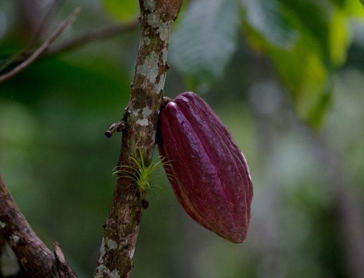 Çikolata yemek 2050'de zenginlerin bir ayrıcalığı olacak G3