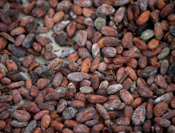 Çikolata yemek 2050'de zenginlerin bir ayrıcalığı olacak G5