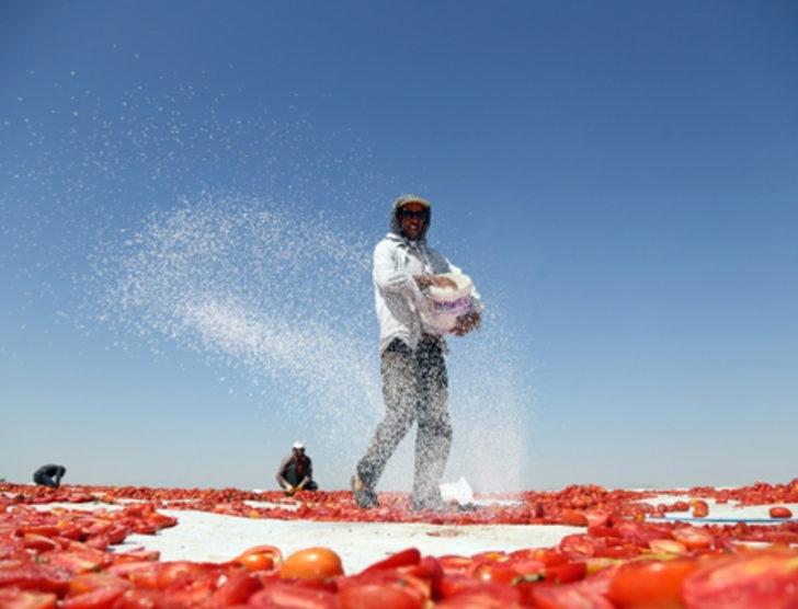 Kurutulan Türk domatesleri Avrupa mutfağında G3