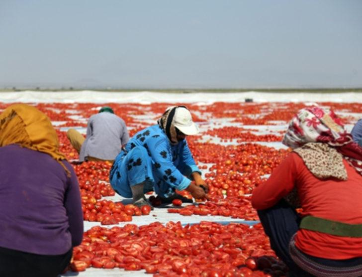 Kurutulan Türk domatesleri Avrupa mutfağında G4