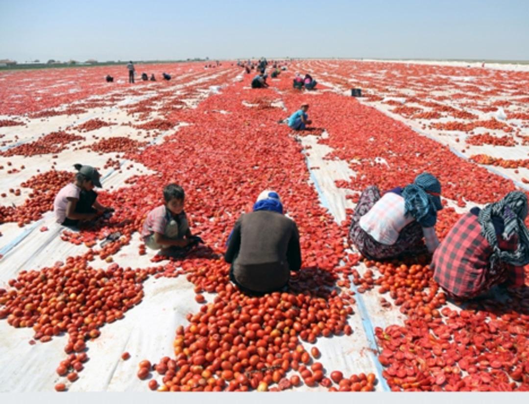 Kurutulan T&uuml;rk domatesleri Avrupa mutfağında