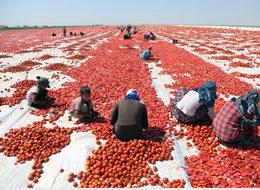 Kurutulan Türk domatesleri Avrupa mutfağında