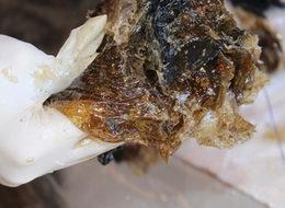 Fıstık sakızının kilosu 300 lira