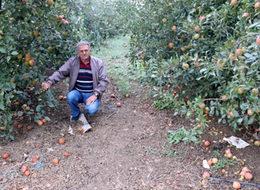 250 bin elma ağacı sökülüp odun yapılacak