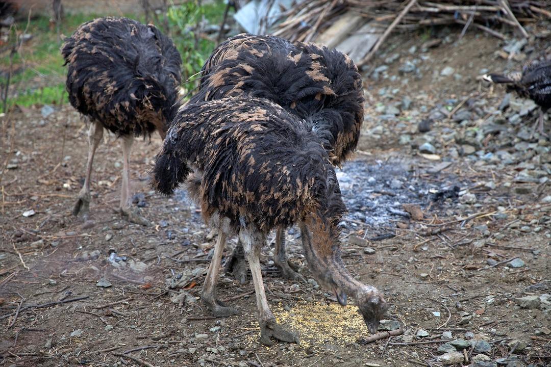 Başta istemedi: Arkadaşının hediyesi ona yeni bir mesleğin kapısını a&ccedil;tı 1