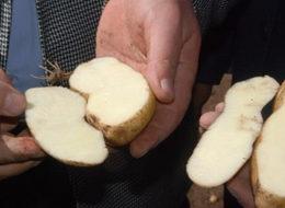 Tokat'ta tescilli Başçiftlik beyaz patatesinin hasadına başlandı