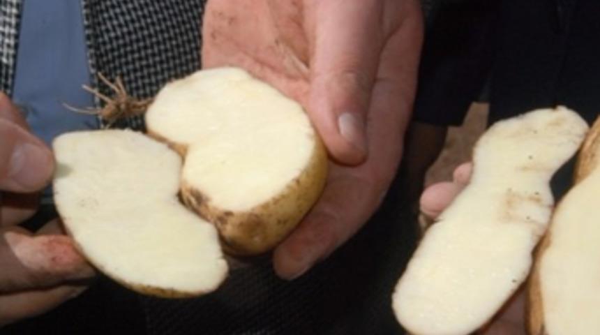 Tokat'ta tescilli Başçiftlik beyaz patatesinin hasadına başlandı