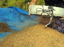 Muğla susamına Japonlar talip oldu