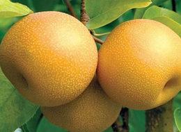 Bilecik'te armudun alternatifi yetiştiriliyor