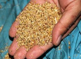 Astronotların besin kaynağı 'kinoa'nun  1 kilosu 10 kilo ete eşdeğer