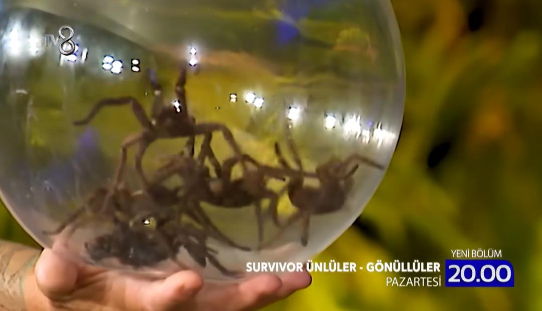 Survivor da Acun Ilıcalı nın  TV de yayınlamayacak  dediği ceza ortaya &ccedil;ıktı 4