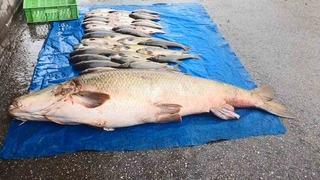 Elazığ’da 52 kilogram ağırlığında turna yakalandı