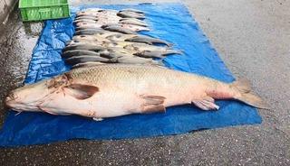 Elazığ&rsquo;da 52 kilogram ağırlığında turna yakalandı