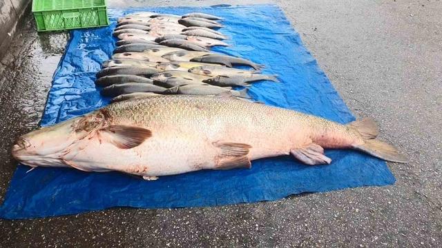 Elazığ’da 52 kilogram ağırlığında turna yakalandı