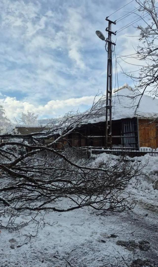 Sinop&rsquo;ta kara yolunda ağa&ccedil; devrildi 3