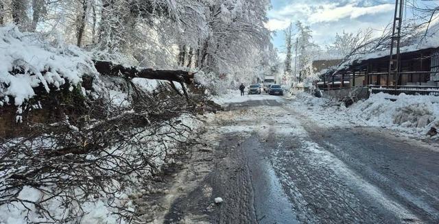 Sinop&rsquo;ta kara yolunda ağa&ccedil; devrildi 2