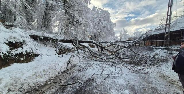 Sinop&rsquo;ta kara yolunda ağa&ccedil; devrildi 1