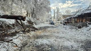 Sinop’ta kara yolunda ağaç devrildi