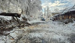 Sinop&rsquo;ta kara yolunda ağa&ccedil; devrildi