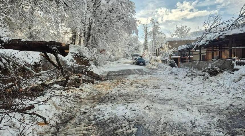 Sinop&rsquo;ta kara yolunda ağa&ccedil; devrildi
