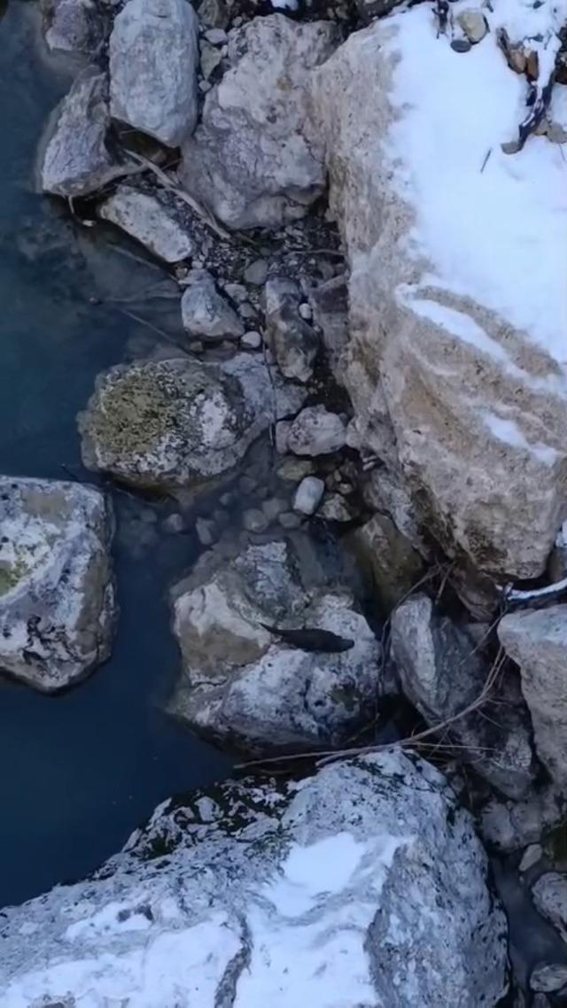 Tunceli&rsquo;de sıra dışı anlar: Aynı vadide su samurları ve buz gibi suda y&uuml;zen gen&ccedil;ler dikkat &ccedil;ekti 1