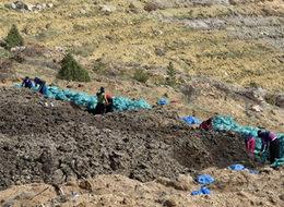 Gümüşhane'de yıllarca yanlış tür ceviz dikilmiş