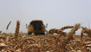 Anadolu Tarım İşletmesi M&uuml;d&uuml;rl&uuml;ğ&uuml; 327 ton buğday satacak