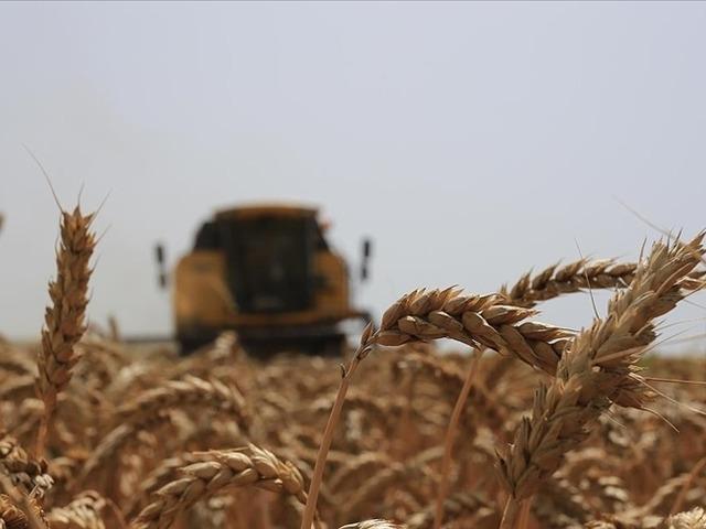 Anadolu Tarım İşletmesi M&uuml;d&uuml;rl&uuml;ğ&uuml; 327 ton buğday satacak