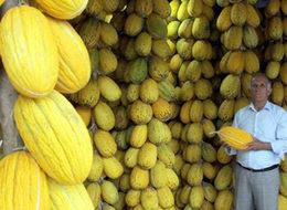 Deprem askıdaki 25 ton Kırkağaç kavununu devirdi