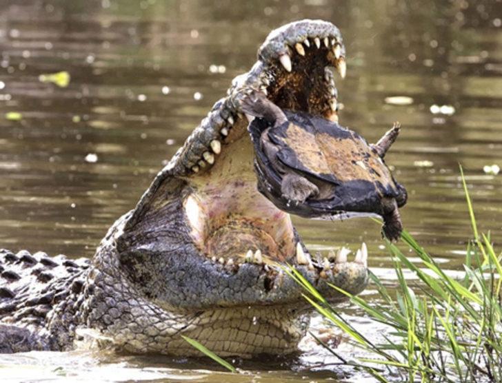 Afrika'nın yeni geçim kapısı G1