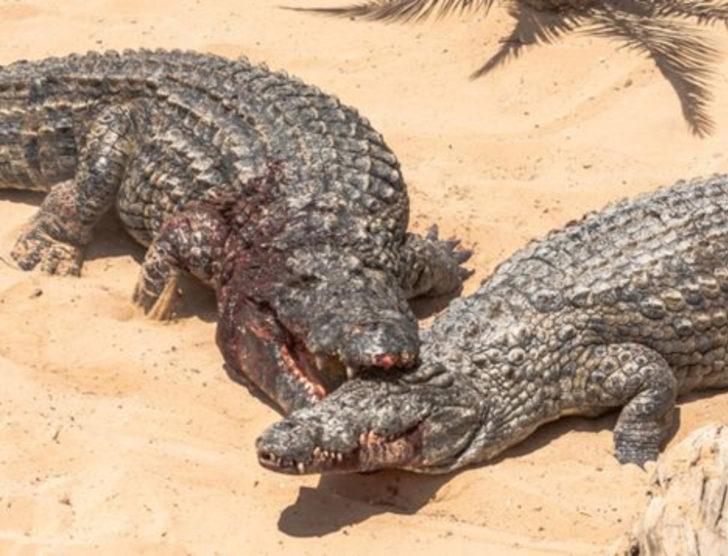 Afrika'nın yeni geçim kapısı G3