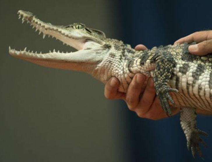 Afrika'nın yeni geçim kapısı G5