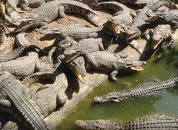 Afrika'nın yeni geçim kapısı