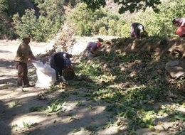 Ağaca tırmanacak işçiler aranıyor