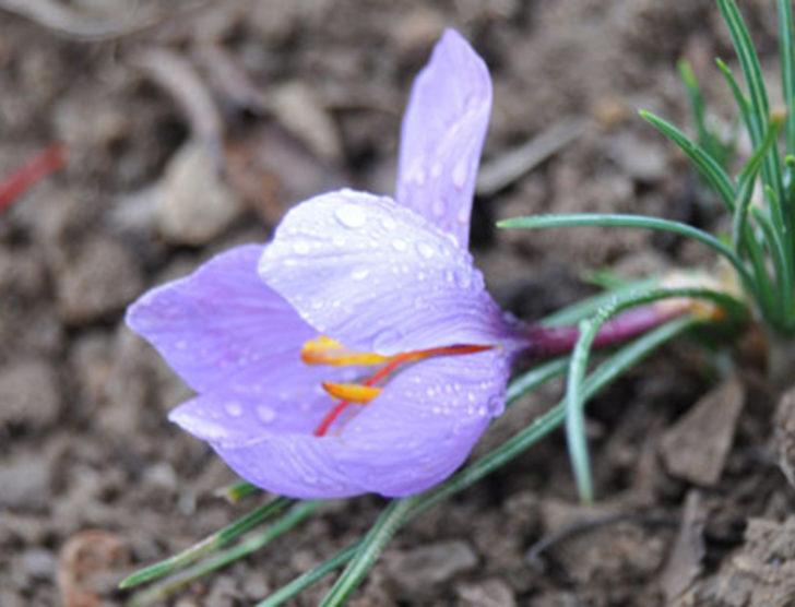 Safran altınla yarışıyor G1