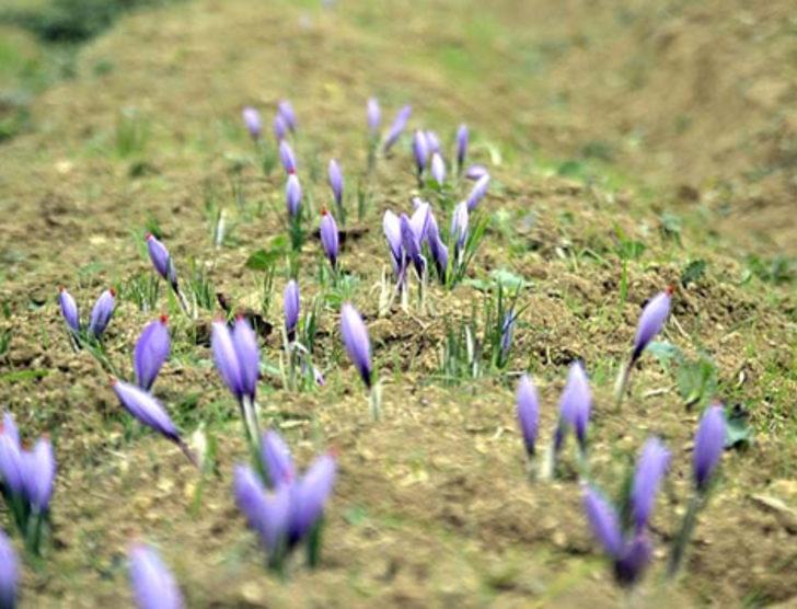 Safran altınla yarışıyor G2