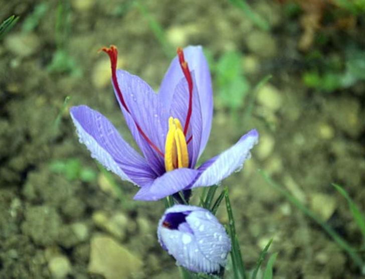 Safran altınla yarışıyor G3